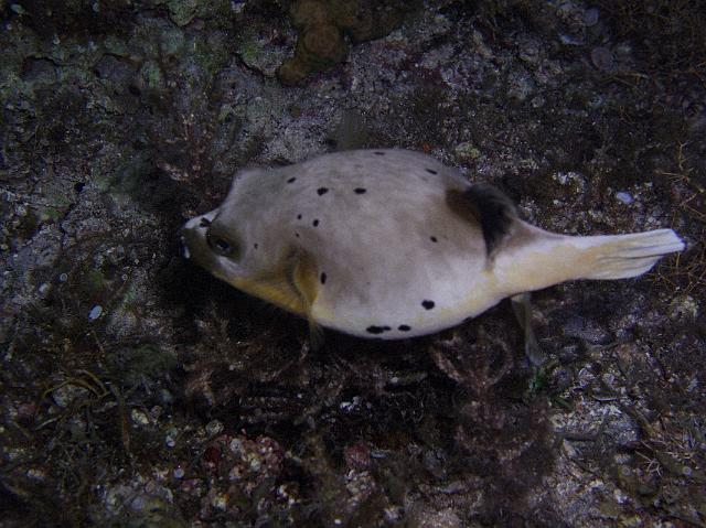 Schwarzfleck-Kugelfisch 235.jpg